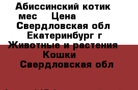 Абиссинский котик 4 мес. › Цена ­ 13 000 - Свердловская обл., Екатеринбург г. Животные и растения » Кошки   . Свердловская обл.